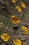 Multiple California poppies