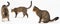 Multiple cat positions when walking freely and playing and sniffing on a white background. She-cat multiracial. The