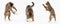 Multiple cat positions when walking freely and playing and sniffing on a white background. She-cat multiracial. The