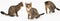 Multiple cat positions when walking freely and playing and sniffing on a white background. She-cat multiracial. The