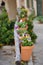 Multiple ceramic potted vases hanging from a log with Pansies: Viola  in purple ,yellow and white