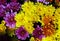 Multiple colored daisy flower background