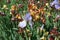 Multiple colorful flowers of bearded irises