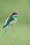 Multiple colors bird with green, blue and red head perching on thin branch with puffy feathers, blue-throated bee-eater