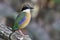 MUltiple colors bird with large bills perching on tree root at its habitation, Mangrove PItta