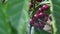 Multiple colors of coffee berries and flowers