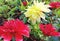 Multiple colour flowers with green leaf