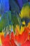 Multiple colrs of red yellow green and blue shade on Scarlet Macaw parrot feathers in beautiful background and texture, animal