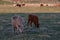 Multiple cows in a field in Alberta