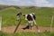 Multiple Cows out standing in a green grassy field a wooden fence in the foreground