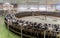 Multiple cows at smart milking machine at a dairy farm