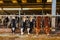 Multiple cows in a stable at a farm in the Netherlands.