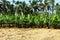Multiple cultivation , paddy, tapioca,Plantain, coconut and areca nut in a single field