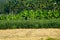 Multiple cultivation , paddy.tapioca, Plantain, coconut and areca nut in a single field