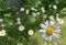 Multiple daisies with one in foreground, white petals and yellow center on sunny day in central maine