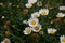 Multiple daisy flowers with rain drops against green grass