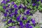 Multiple dark violet flowers of petunias in July