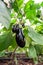 Multiple eggplant fruits.