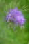Multiple exposure of European columbine flower (aquilegia vulgaris)