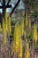 Multiple flowering stalks of Aloe Vera in the desert of Arizona