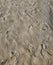 Multiple footprints in sand at the beach on a sunny day. Foot imprints background, shoe marks