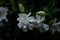 Multiple Gardenia Blooms With Buds About to Pop Open