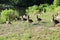 Multiple geese at the park standing in the green grass