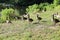 Multiple geese standing on the green grass in the park