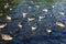 Multiple Geese swimming in the lake on a hot sunny summer day