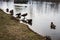 Multiple geese taking a bath in the lake