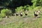 Multiple geese walking toward the lake at a park