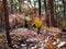 Multiple Grass Trees rejuvenating with new green growth after a bush fire