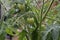 Multiple Green tomatoes on the vine