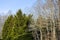 Multiple green trees surrounded by bare brown wooden trees