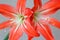 Multiple hippeastrum (amaryllis) flowers on light background isolated