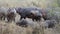 Multiple hippos of different sizes standing and lying on land