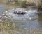 Multiple hippos partially submerged in water after crashing into the river from land
