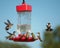 Multiple Hummingbirds at feeder