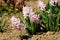 Multiple Hyacinths or Hyacinthus flowering plants full of small fully open blooming pink flowers growing in single spikes or