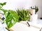 Multiple indoor plants and a blank notebook on a office desk in a bright white interior creating a no stress work environment