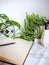 Multiple indoor plants and a blank notebook on a office desk in a bright white interior creating a no stress work environment