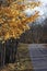 Multiple leaves falling from tree in late fall along a forest road