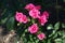 Multiple magenta-colored flowers of roses in June