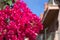 Multiple magenta pink flowers of the bougainvillea plant