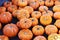 Multiple miniature pumpkins resting in the pumpkin patch