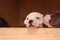 multiple multi-colored cute young small purebred Australian Staffordshire terrior pups resting and playing with eachother on a