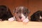 multiple multi-colored cute young small purebred Australian Staffordshire terrior pups resting and playing with eachother on a