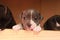 multiple multi-colored cute young small purebred Australian Staffordshire terrior pups resting and playing with eachother on a