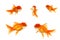 Multiple Orange Goldfish