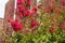 Multiple outdoor pink flowers blooming on a green bush